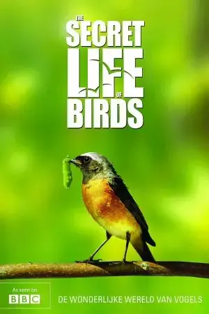 Bí ẩn cuộc sống loài chim Bí ẩn cuộc sống loài chim